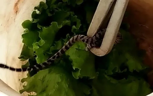goias cobra alface