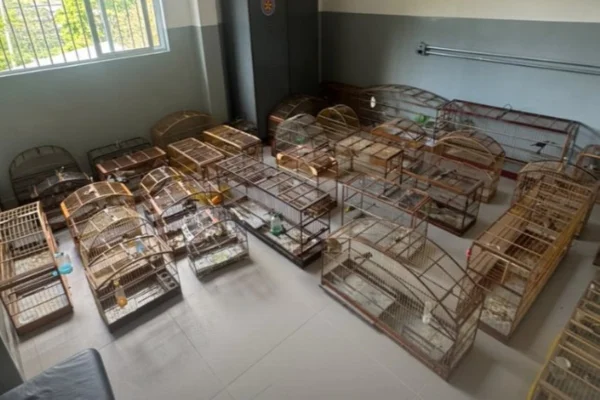 Imagem mostra gaiolas - Metrópoles