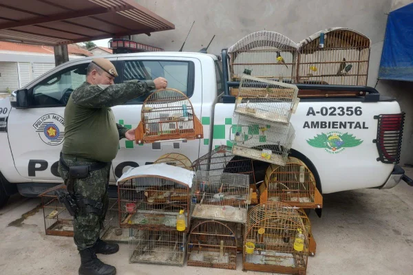 Dezenove aves silvestres são resgatadas de residência em Lucélia (SP) - Metrópoles
