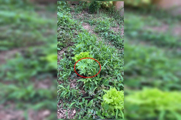 Na horta com Nego Bispo