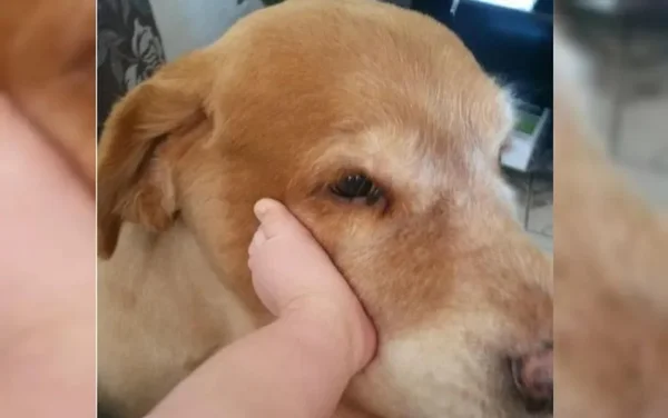 imagem colorida cachorro morto choque eletrico praça
