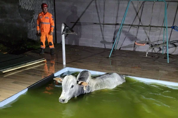 Foto colorida de boi que caiu dentro de piscina em Juiz de Fora, em Minas Gerais - Metrópoles