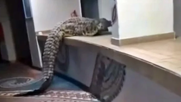 Que susto! Crocodilo de 4 metros surpreende hóspedes ao invadir hotel