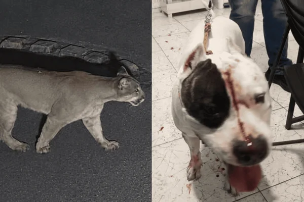 Onça invade casa de condomínio e ataca pitbull na zona norte de SP