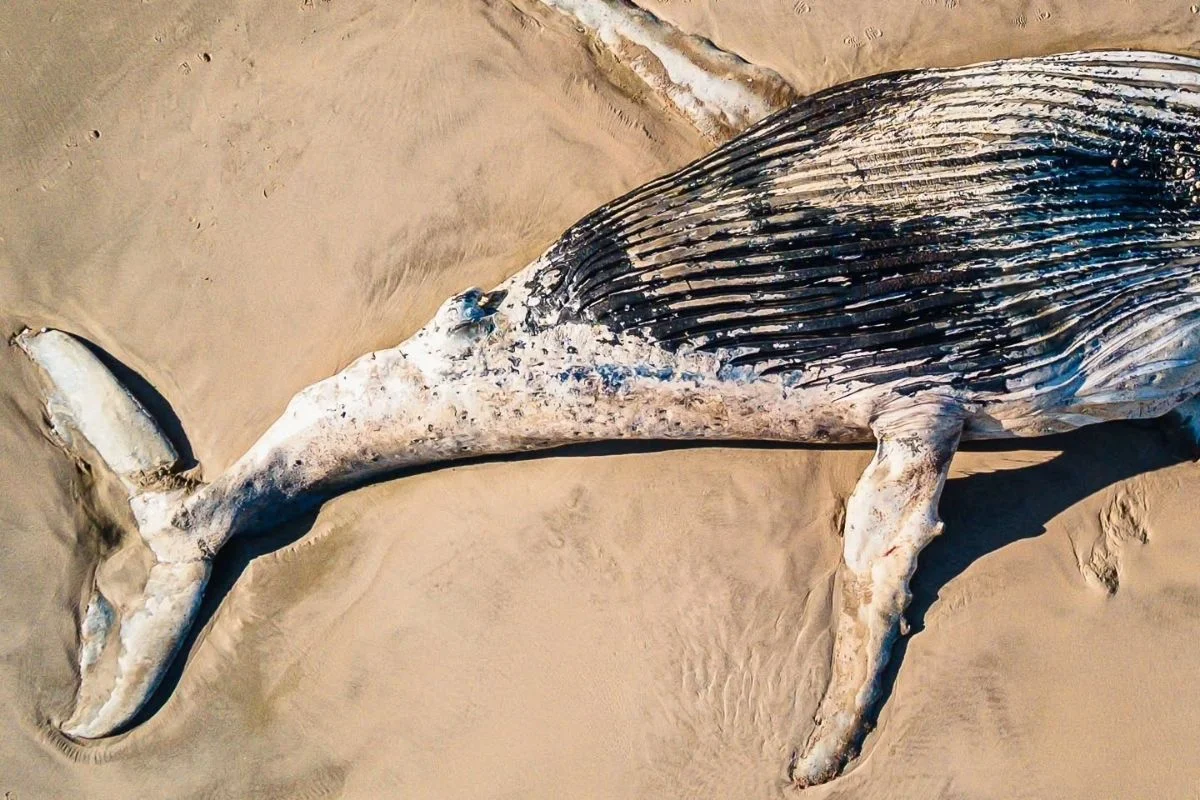 Baleia-jubarte encalhada em praia de Itanhaém Baleia-jubarte encalhada em praia de Itanhaém