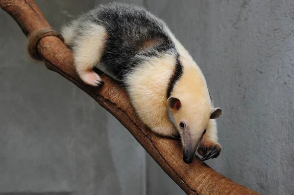 Babalu é o novo tamanduá-mirim do Jardim Zoológico