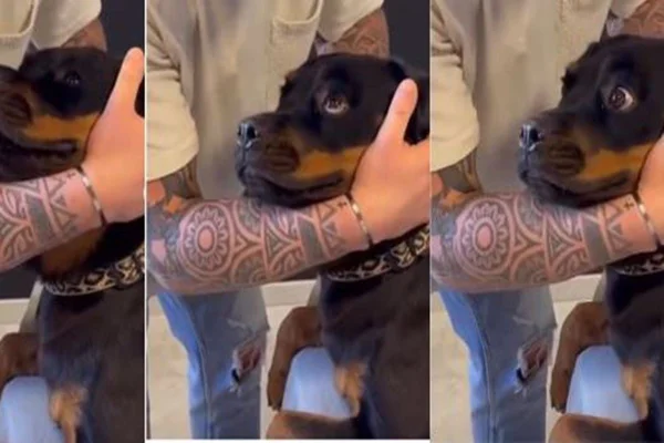 Imagem colorida contendo uma montagem com fotos de um cachorro grande preto e uma mão de um homem abraçando sua cabeça