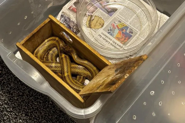 Setor de Proteção Animal de Sorocaba, interior de SP, apreendeu 39 cobras, além de outros animais mantidos ilegalmente em cativeiro - Metrópoles