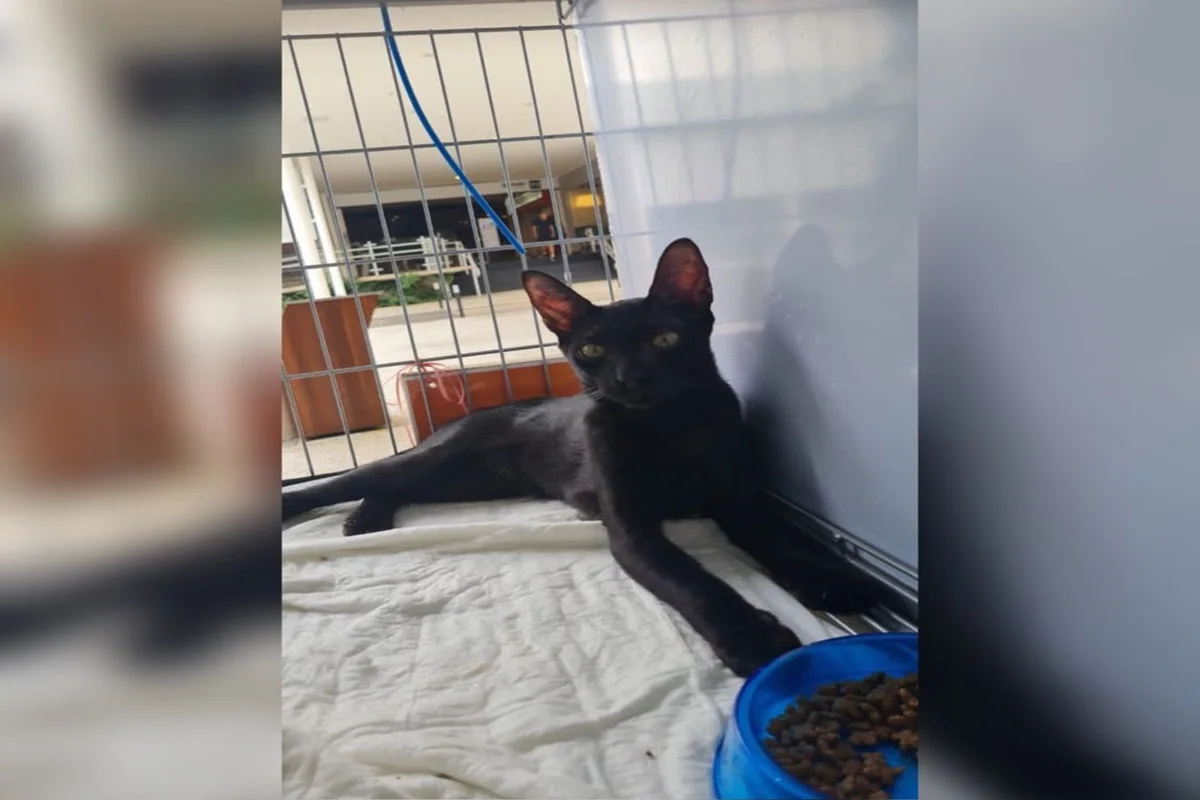 Shopping do DF fará feira de adoção de cães e gatos neste sábado - imagem 10 Shopping do DF fará feira de adoção de cães e gatos neste sábado - imagem 10