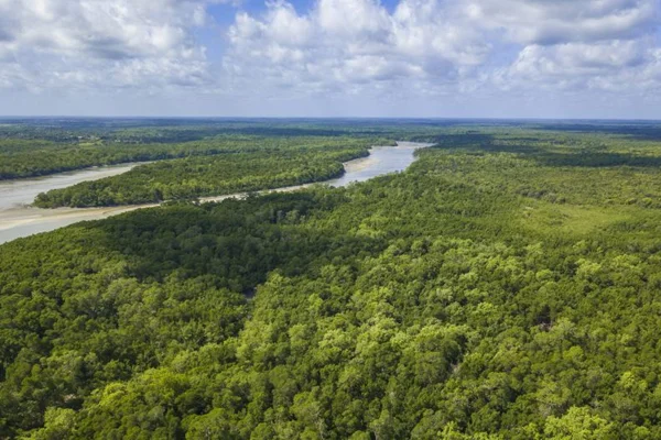 Imagem colorida mostra a floresta amazônica - Metrópoles