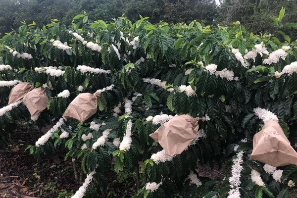 Forte Guarani tem 40% mais cafeína que outros grãos de café