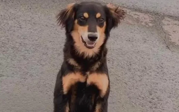 Vídeo: motorista persegue e mata cachorro a tiros em Anápolis