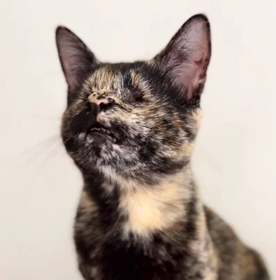 Gatinha que nasceu sem olhos é eleita a mais bonita do Brasil - Metrópoles
