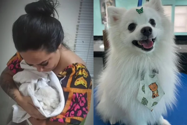 Emilly Talita postou um vídeo momentos após o ex-marido ter tirado a vida de seu cachorro, Theodoro. O homem está foragido, segundo a SSP - Metrópoles