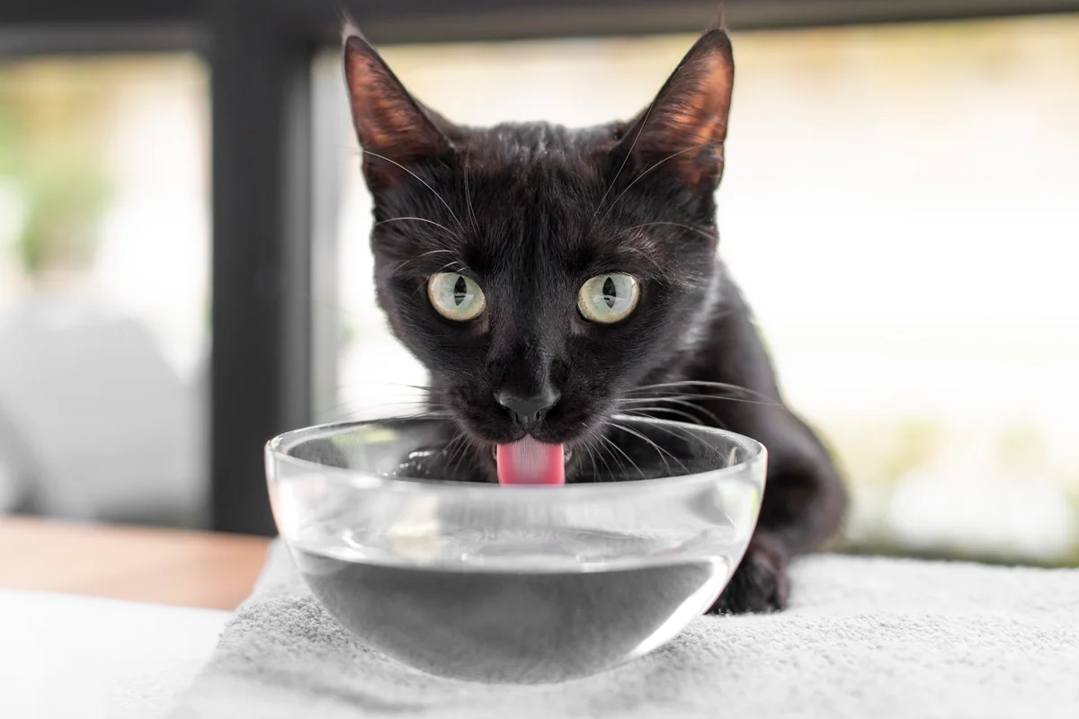 Dia do Gato: entenda por que o seu bichano bebe pouca água