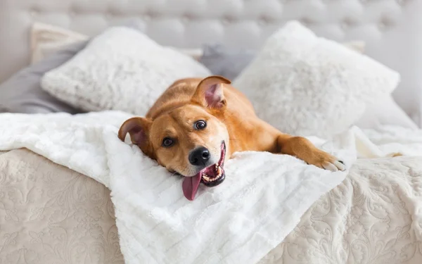 Numerologia: como o nome do seu pet influencia na personalidade dele?