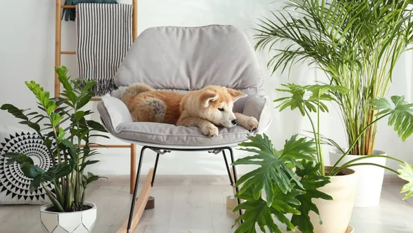 Cachorro sentado em uma poltrona com plantas ao redor