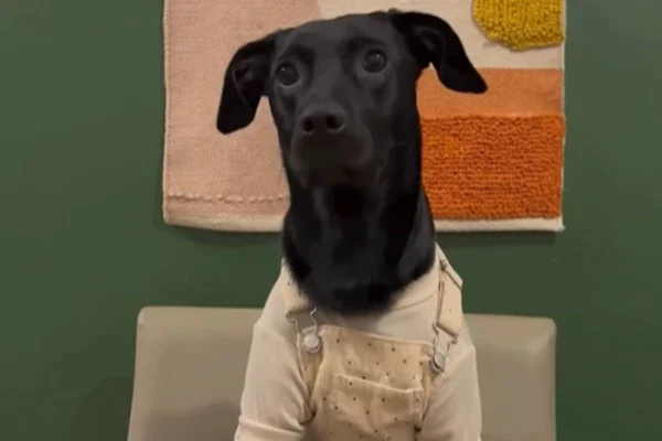 Foto colorida de um cachorro - Metrópoles