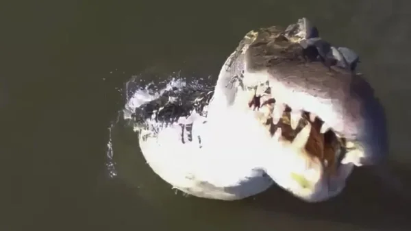 Jacaré “voa” e abocanha drone no Tocantins. Veja vídeo