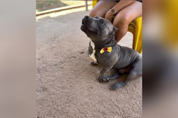 A Polícia Militar do Distrito Federal (PMDF) realizava um patrulhamento na Vila Cauhy, no Núcleo Bandeirante, região administrativa do DF, quando avistou um homem que supostamente havia jogado um pacote de drogas dentro de um lote. Os policiais foram atrás e os moradores informaram que estava tudo bem, mas a polícia insistiu e, mesmo sem permissão, entrou no local para averiguar a situação. Durante a busca, um dos policiais se "assustou' com o cachorro da moradora e disparou contra o animal, o acertando na cabeça