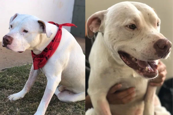 Montagem de duas imagens coloridas do pit-bull Sansão