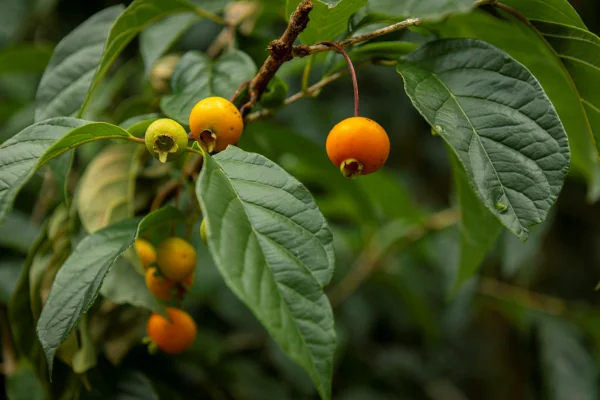 Foto colorida de fruta pequena laranja, ainda no pé, ao lado de folhas verdes - Metrópoles.