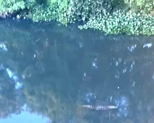 Vídeo mostra aproximação de jacaré em lagoa onde corpo foi encontrado