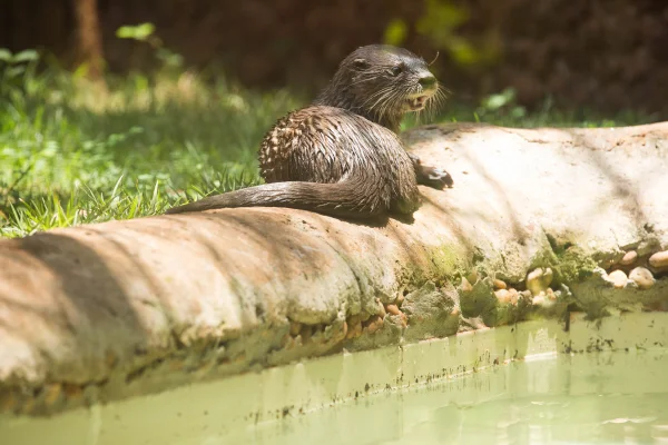 Lontra Sushi é a mais nova atração do Zoológico