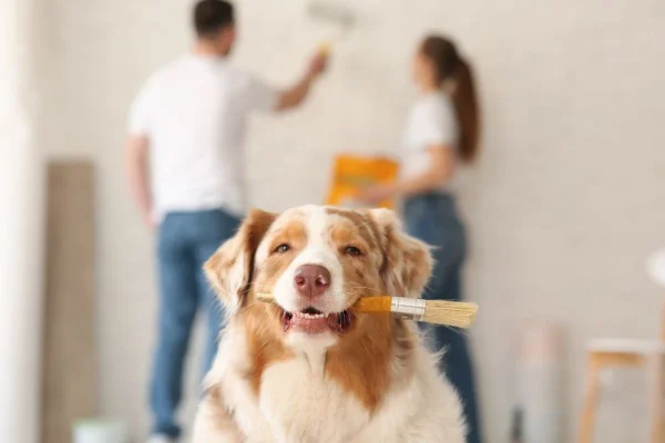Reforma da casa com o pet