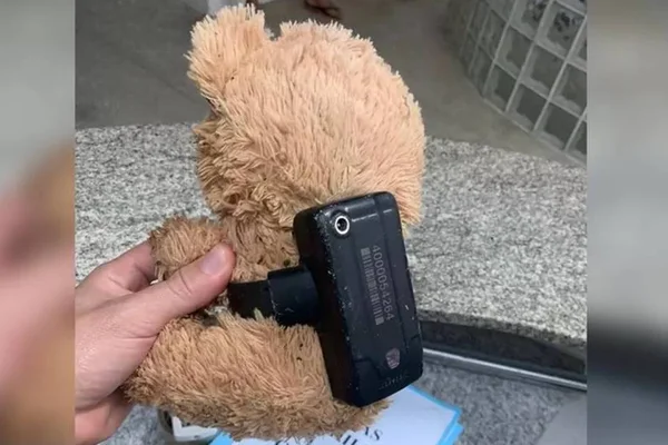 ursinho com tornozeleira eletrônica no ceará