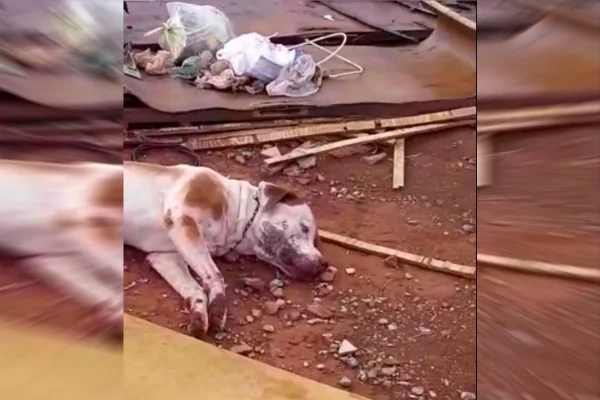 No DF, homem amarra e espanca pit-bull com taco de beisebol