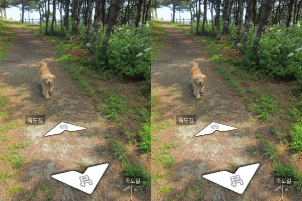 cachorro maru que seguiu o fotógrafo