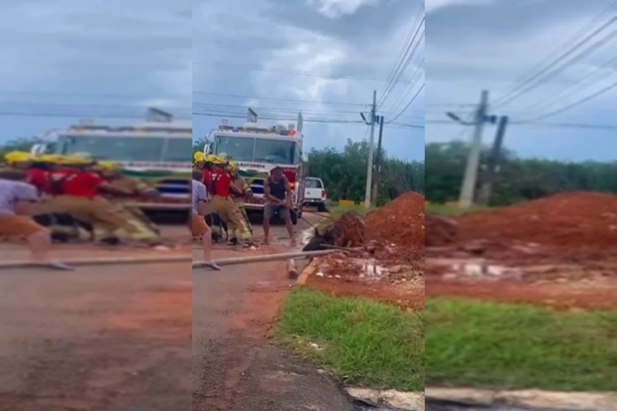 Segundo moradores da região, o animal "não viu" que o buraco havia sido coberto por terra e caiu ao passar em cima dele Segundo moradores da região, o animal "não viu" que o buraco havia sido coberto por terra e caiu ao passar em cima dele