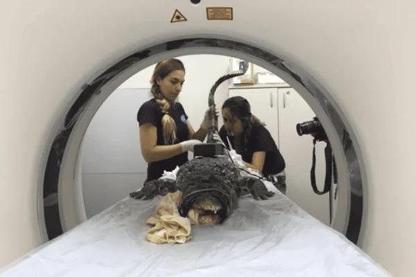 De acupuntura a tomografia: a rotina de animais do Aquário de SP - destaque galeria De acupuntura a tomografia: a rotina de animais do Aquário de SP - destaque galeria