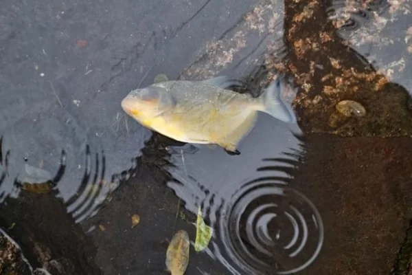 Imagem colorida de piranha nas ruas de Porto Alegre - Metrópoles