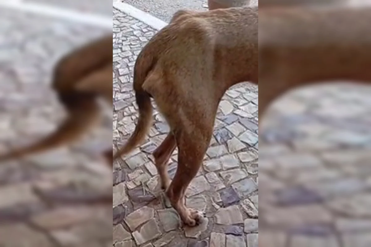 Segundo a denunciante, as pessoas deixam os animais no abrigo acreditando que eles receberão os cuidados necessários, sem saber das condições em que estariam sendo mantidos Segundo a denunciante, as pessoas deixam os animais no abrigo acreditando que eles receberão os cuidados necessários, sem saber das condições em que estariam sendo mantidos