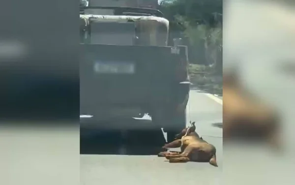 imagem colorida cachorro arrastado por carro em goias