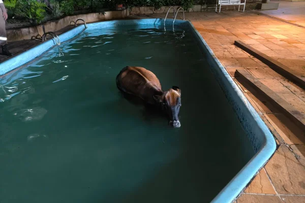 Vai cai em piscina