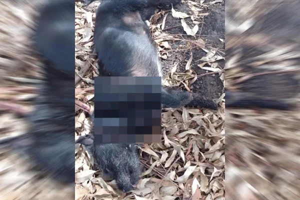 cachorro morto