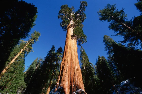 Imagem colorida mostra sequoia gigante - Metrópoles
