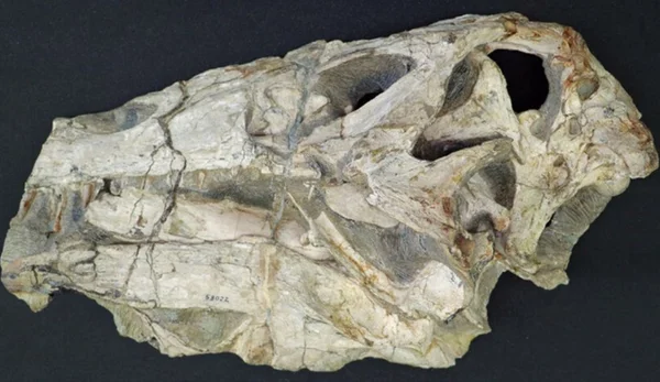 Alemanha vai devolver ao Brasil fóssil de dinossauro após 35 anos