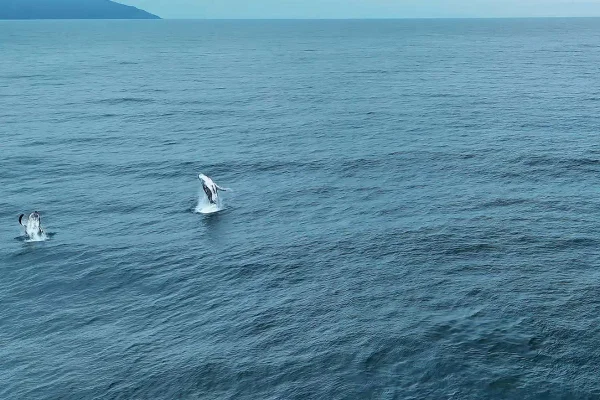 Temporada de baleia jubartes em Ilhabela teve início nessa terça-feira (3/6). Primeira expedição contou com avistamento de 16 animais - Metrópoles