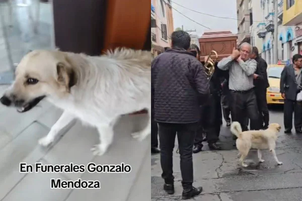 montagem colorida de prints de vídeo do cão na funerária