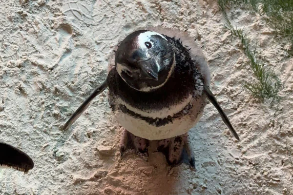 pinguim olha para a câmara