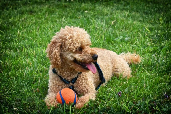 Confira as 10 raças de cachorros mais inteligentes do mundo