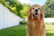 Tucker Tucker
