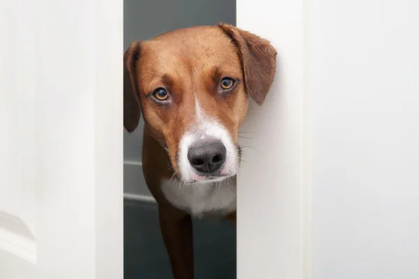 Imagem colorida de cachorro entrando em banheiro