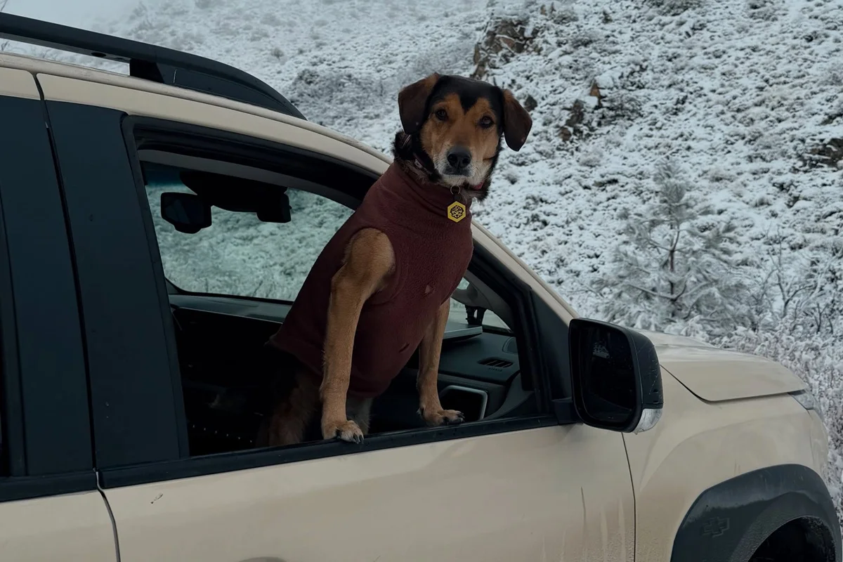 Cachorro Poze, morto em viagem com tutores para a Argentina Cachorro Poze, morto em viagem com tutores para a Argentina