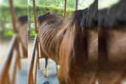 Cavalo ficou esquelético após nove meses em haras no Lago Norte Cavalo ficou esquelético após nove meses em haras no Lago Norte