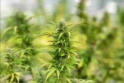 Deputado quer multar em R$ 2 mil quem for pego com drogas no DF Deputado quer multar em R$ 2 mil quem for pego com drogas no DF